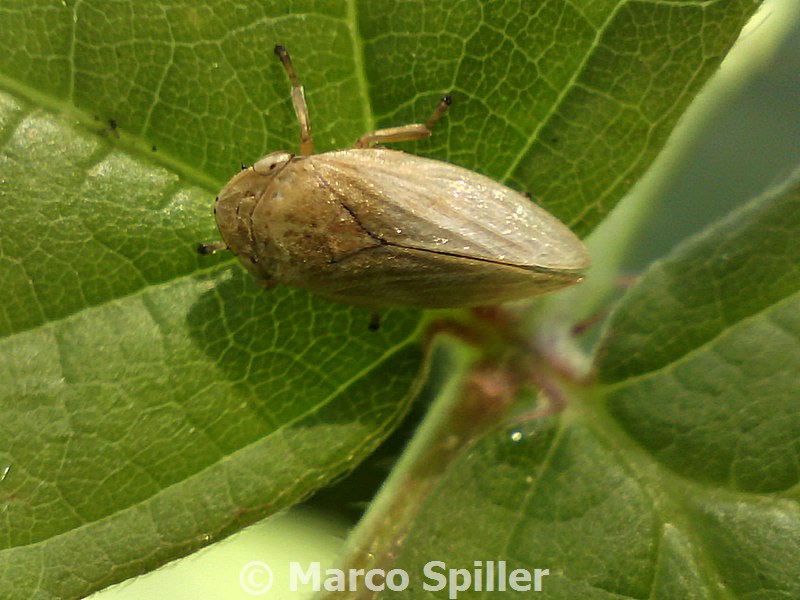 Aphrophoridae: Aphrophora...Philaenus ?